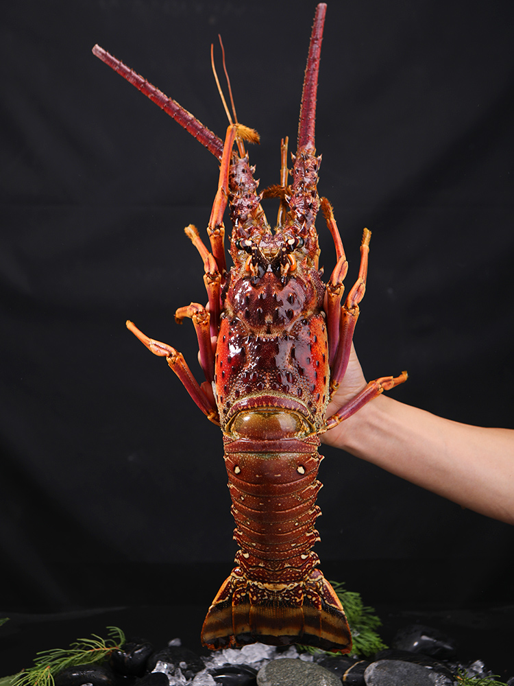 品味深海珍饈 百鮮薈古巴龍蝦、大花龍蝦、青澳龍冷凍海鮮禮盒，盡享年夜盛宴與送禮佳選